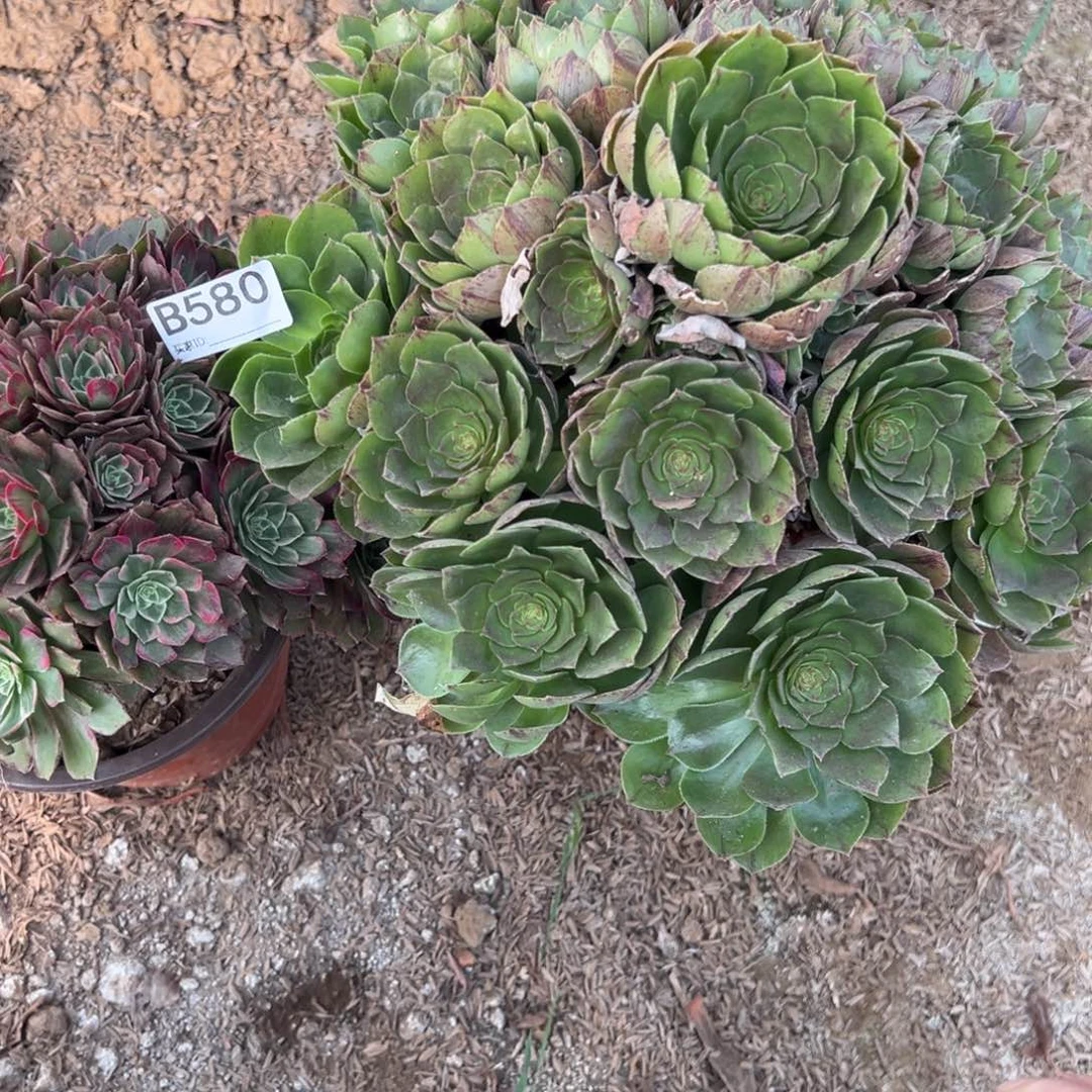 580两颗组合多肉植物法师