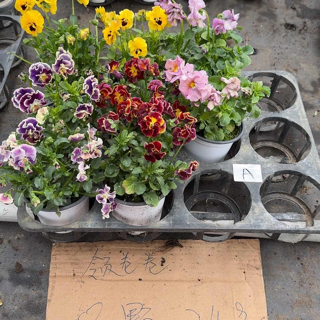 0A号大花角堇清棚福利无售后