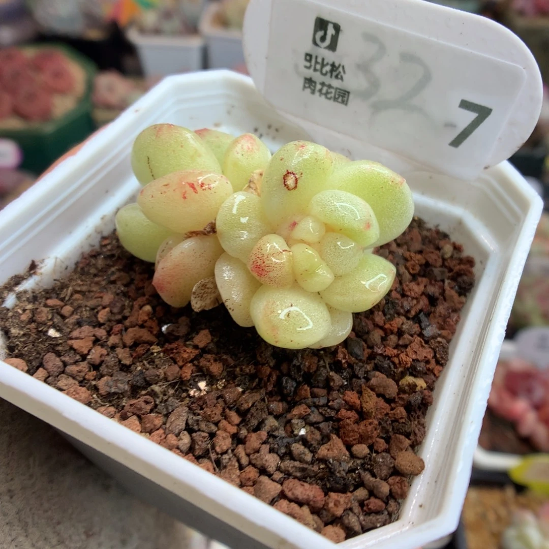 7双头黄体冰玉石化多肉灭心