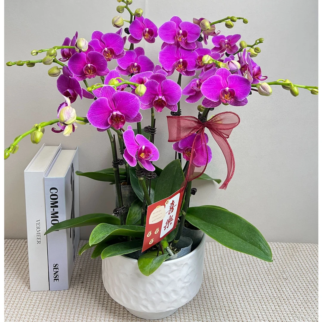 组盆《恭喜发财》室内高端花卉   年宵花  带花带花苞 基地直发