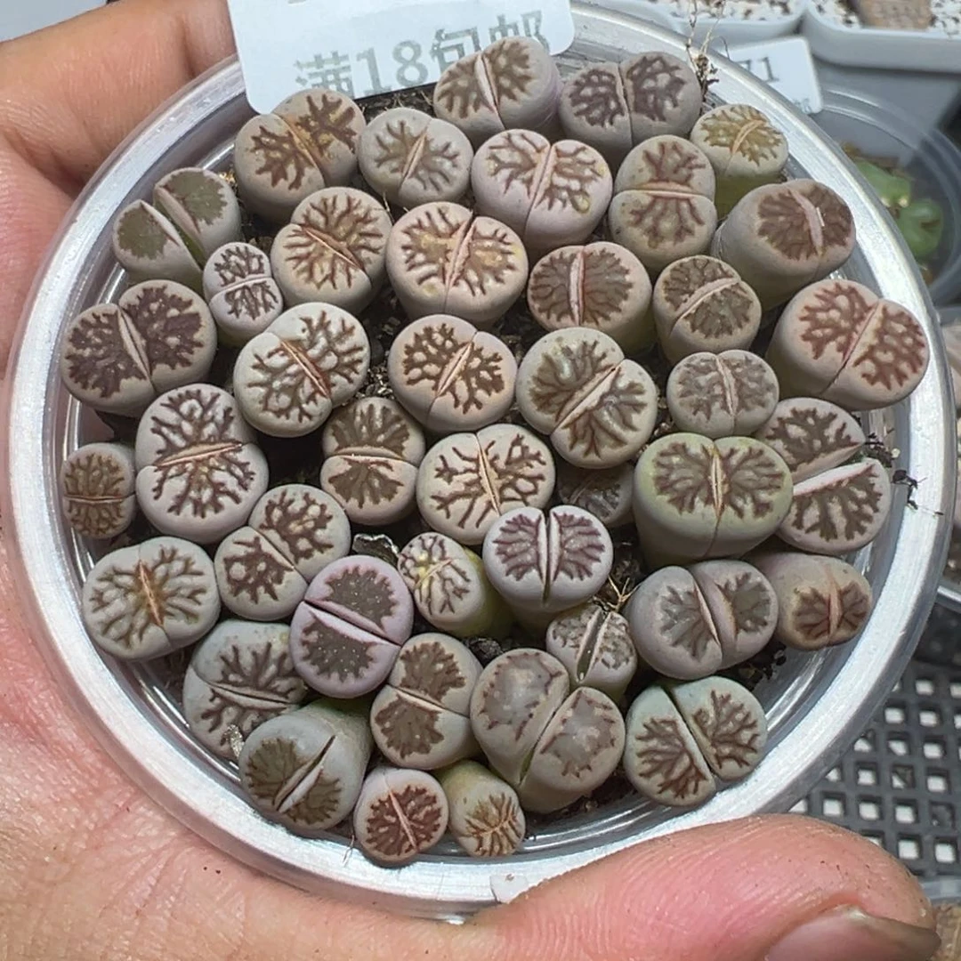 【闪购商品】 777。