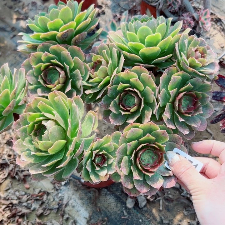 娇****心371完胜万圣节多肉植物