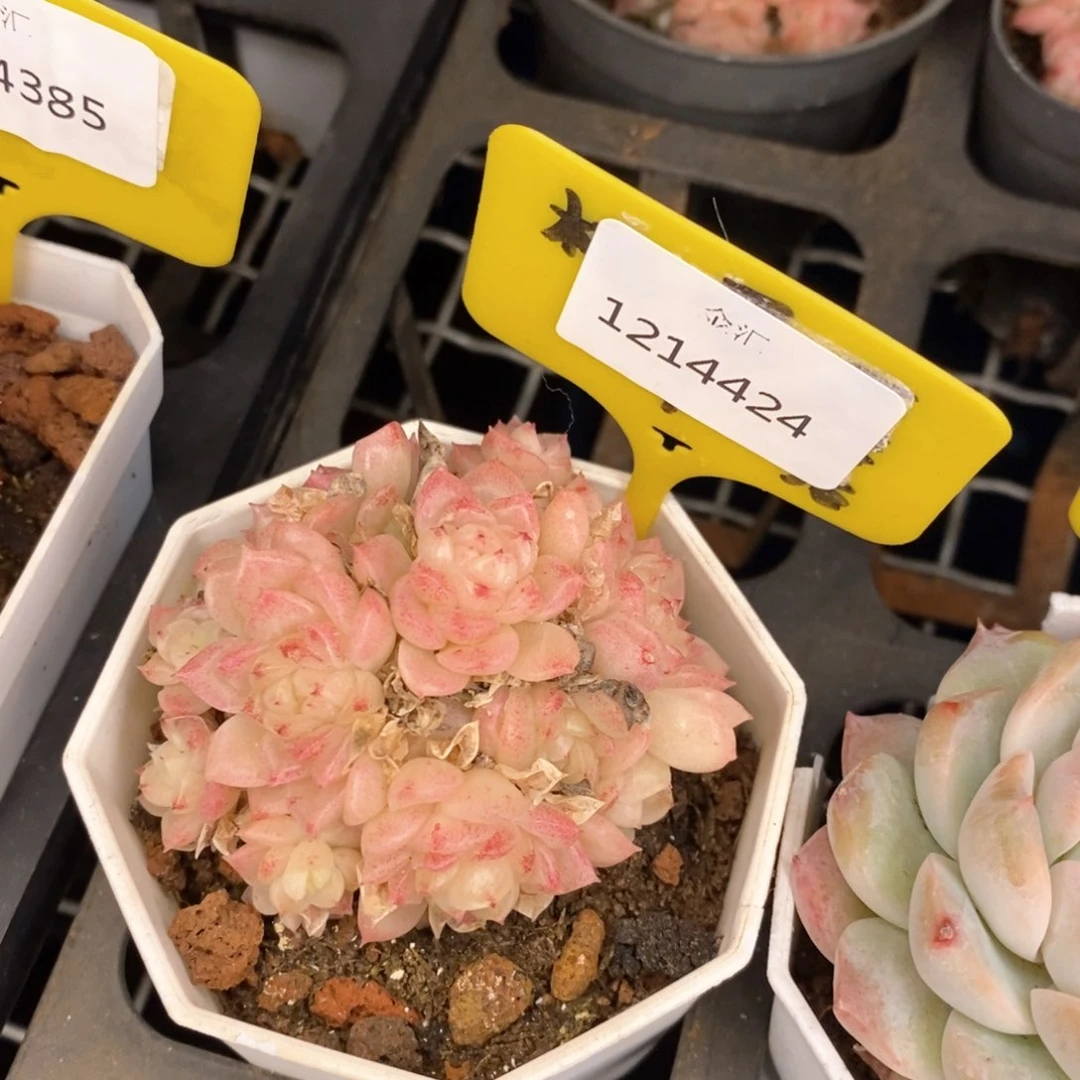 福利多多，1214424