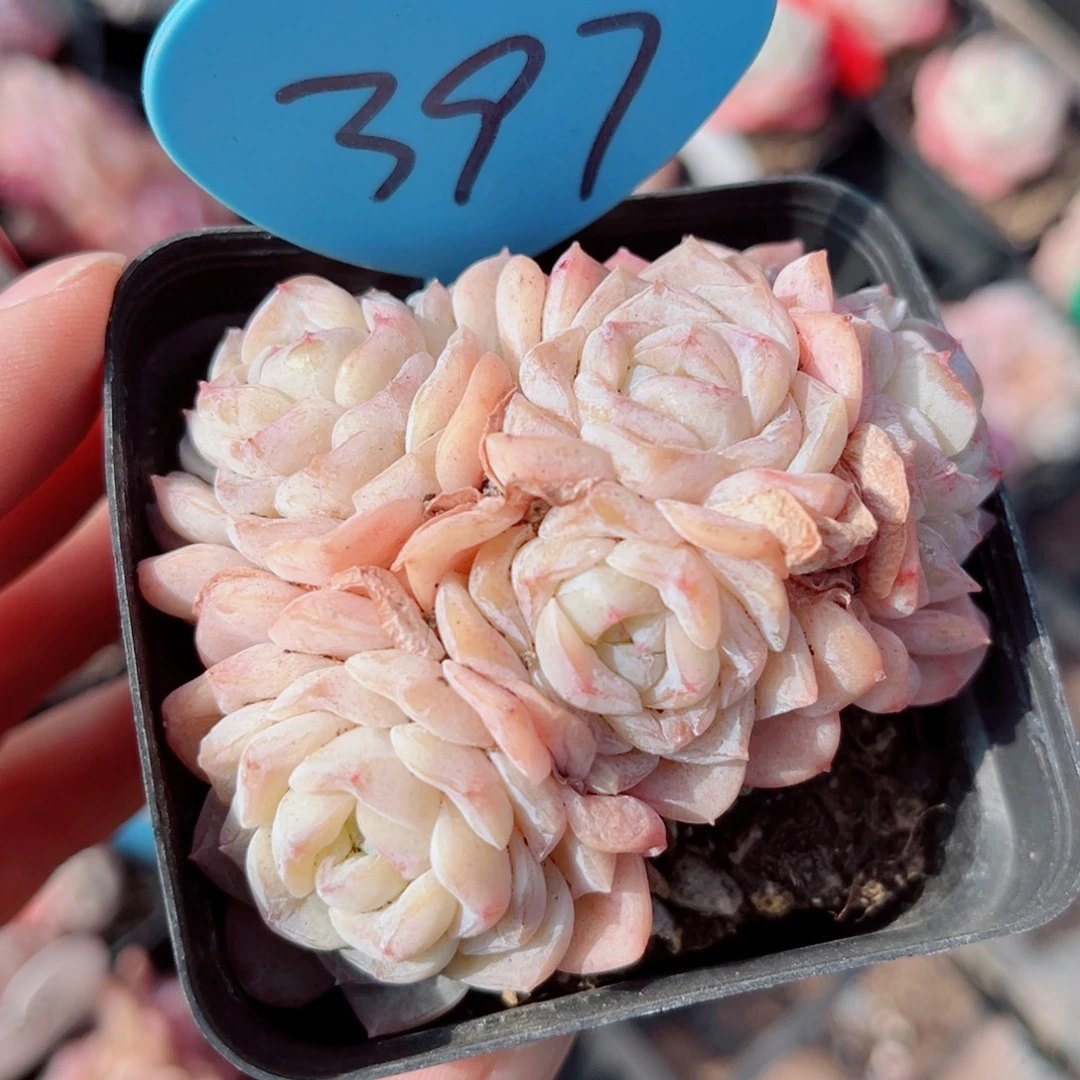 397号小老桩玉凝群