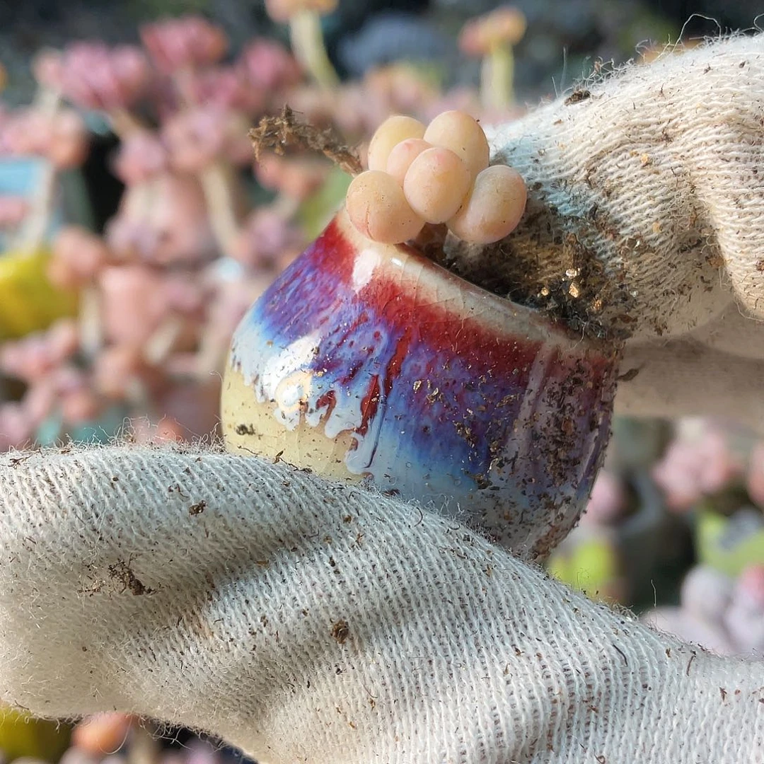 酒**子多肉植物的生长发育与生长发育