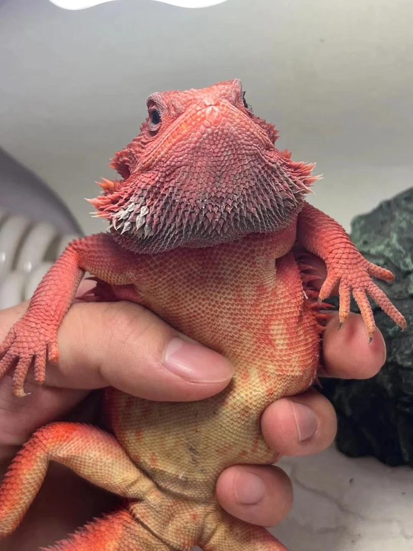 鬃狮蜥幼体温顺不咬人红系柑橘wit超白zero爬宠