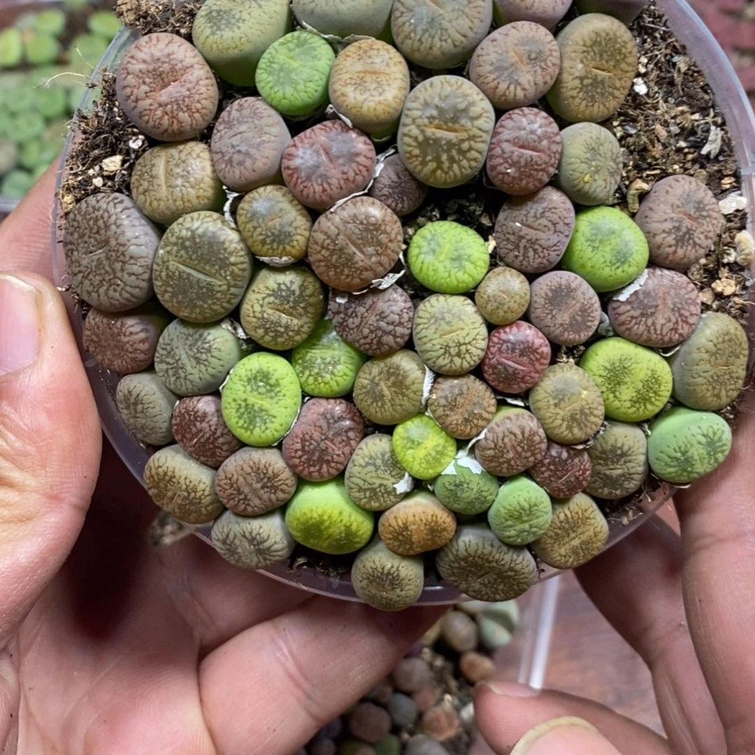 多肉蛋炒饭，感谢您相伴452