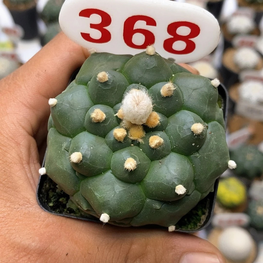 368龟甲特价咯嘻嘻