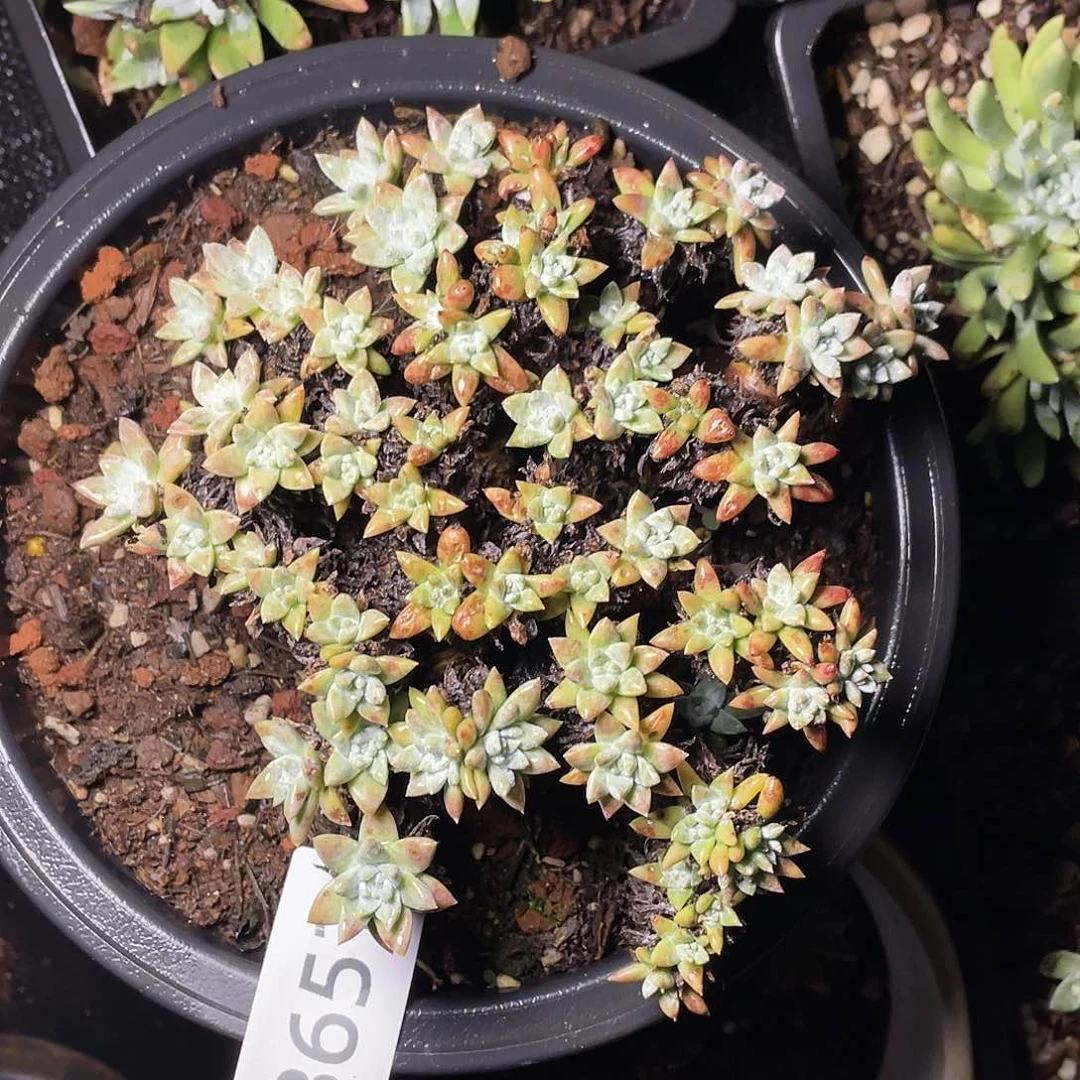 超*白菊多头老桩3651