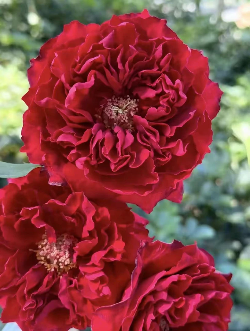 【陌上花开】单头红酒-稀有单头玫瑰（收到请带包装醒花）