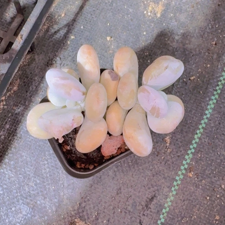 汐****?油煎丸子多肉植物