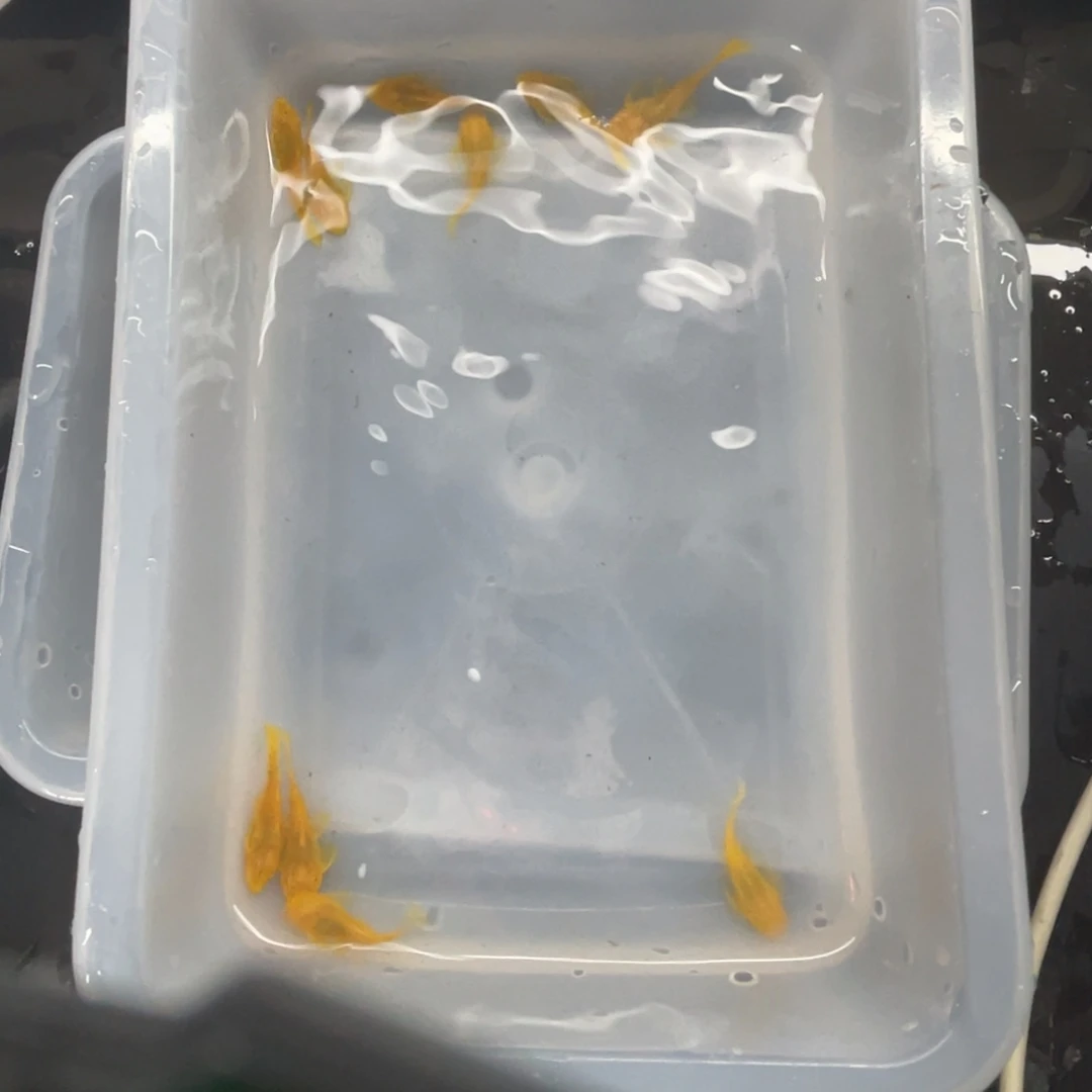 清道夫鱼24k小胡子10条开箱视频报损
