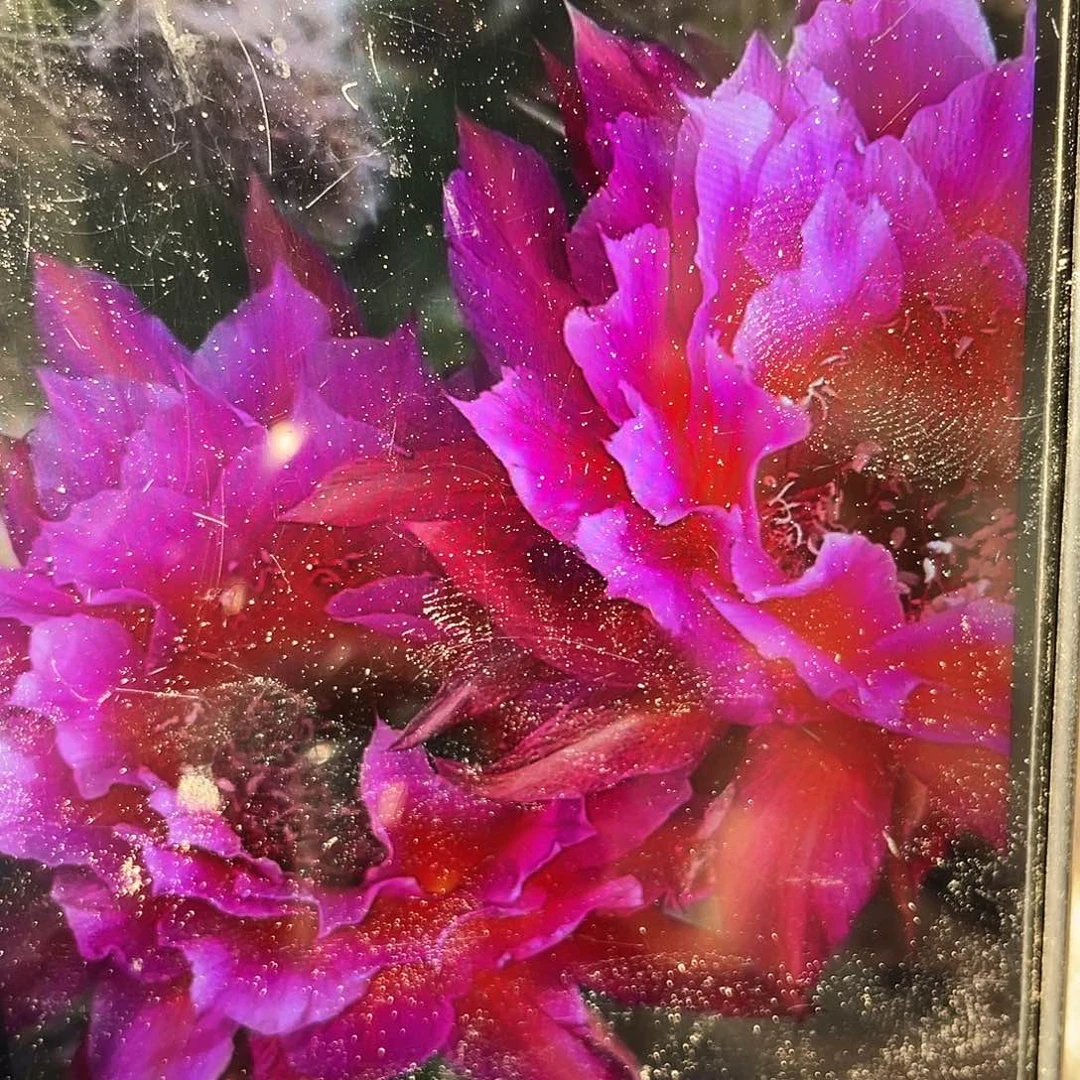 烟花自根球6公分以上