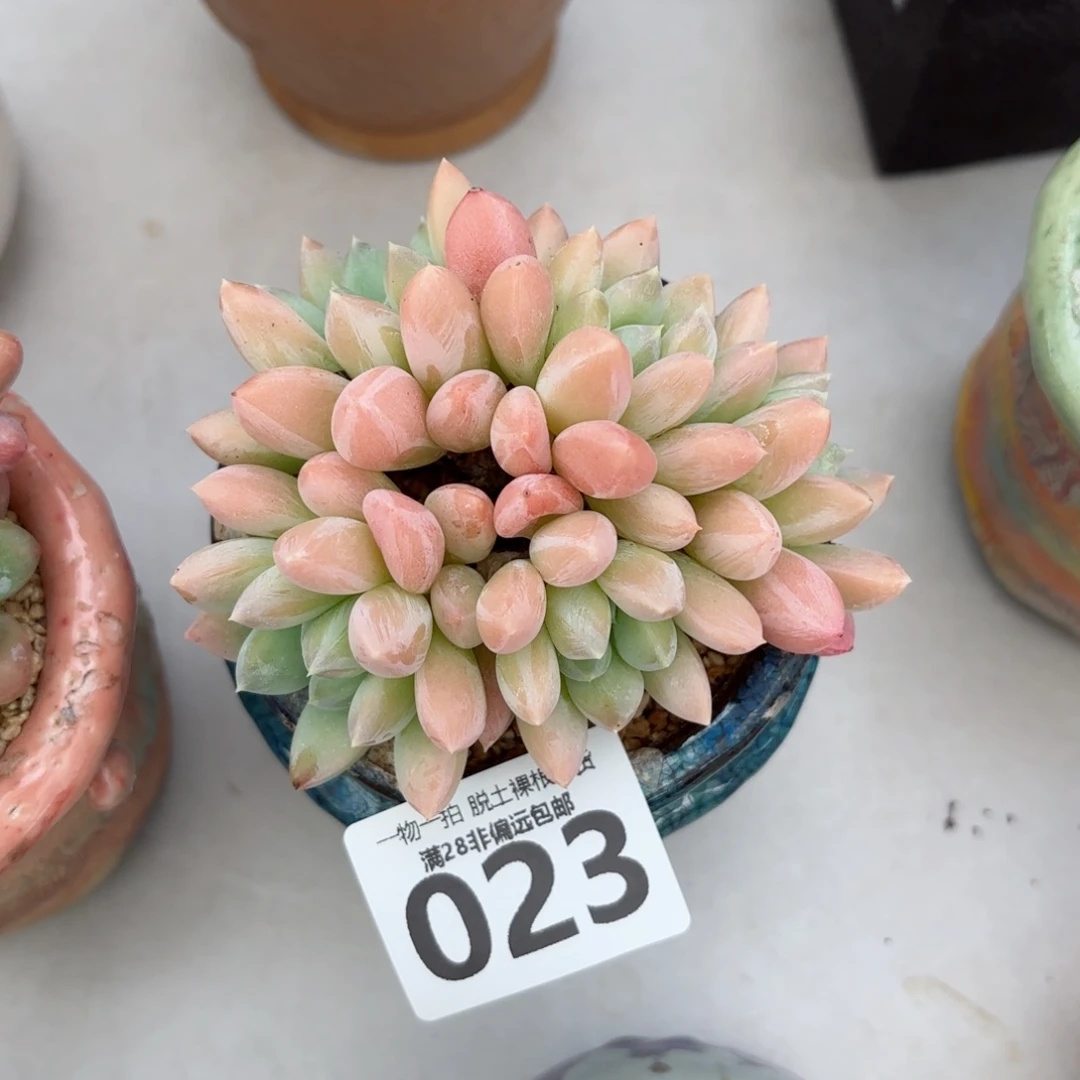 星空美人无盆土发货