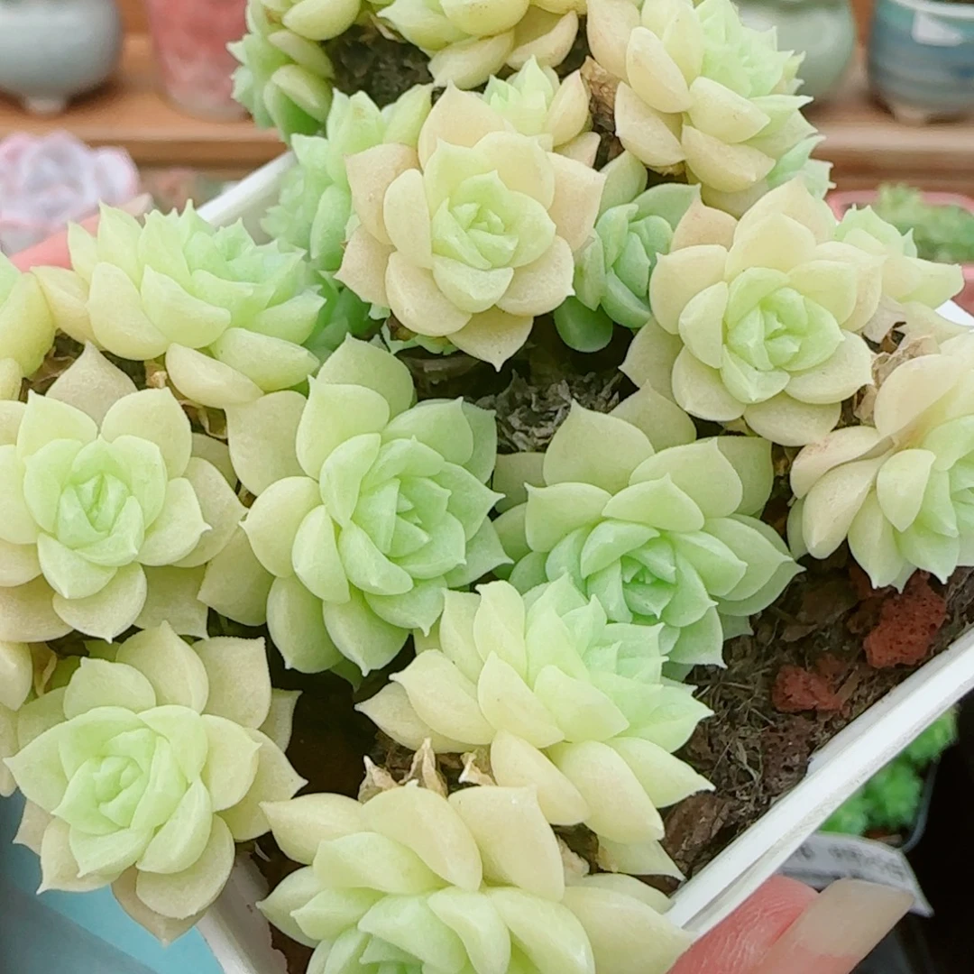 花语逸镜0925-199散