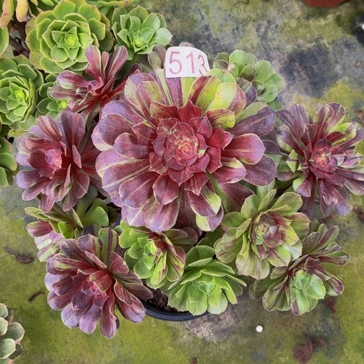 00000000000513花月夜