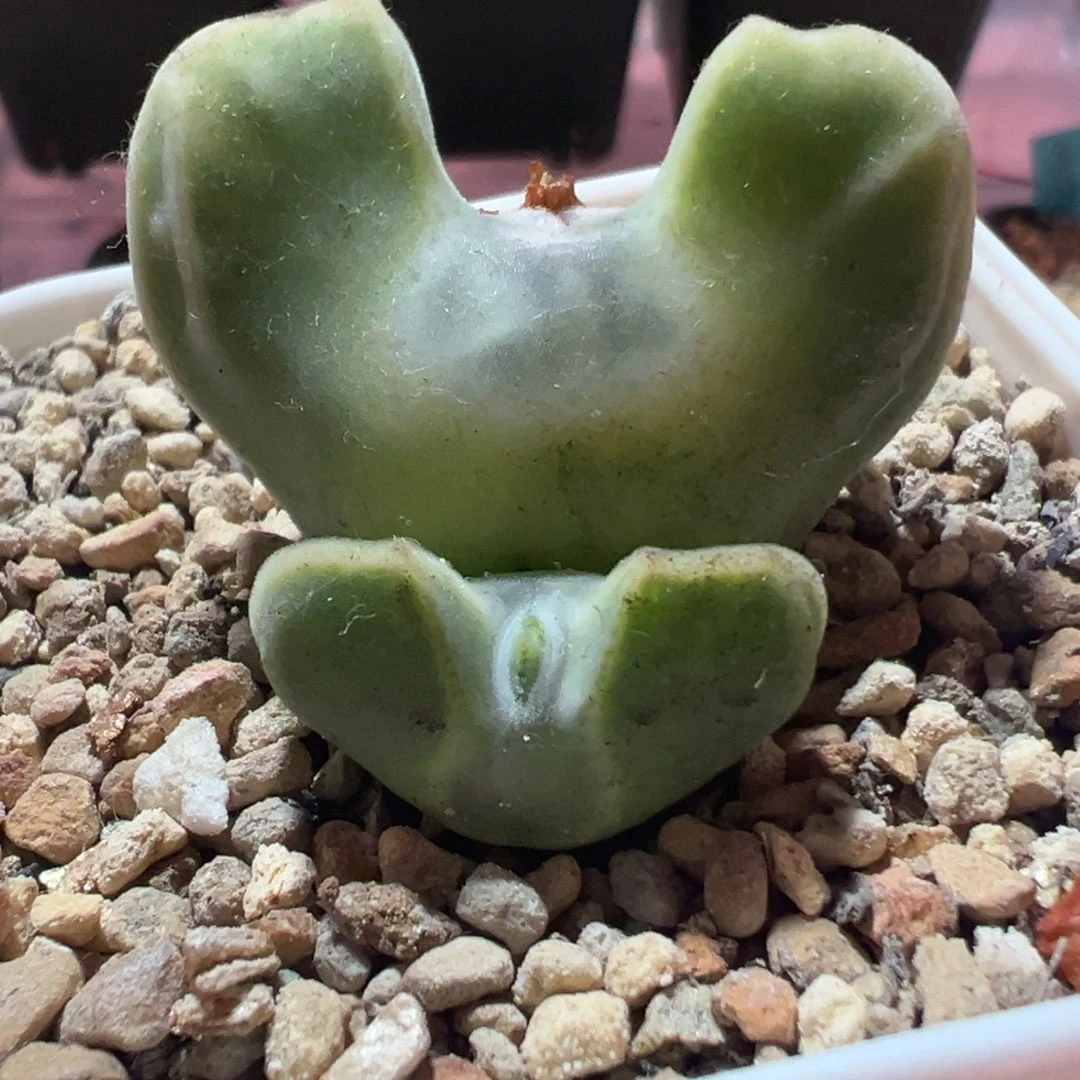 大眼睛天使之翼，一物一拍