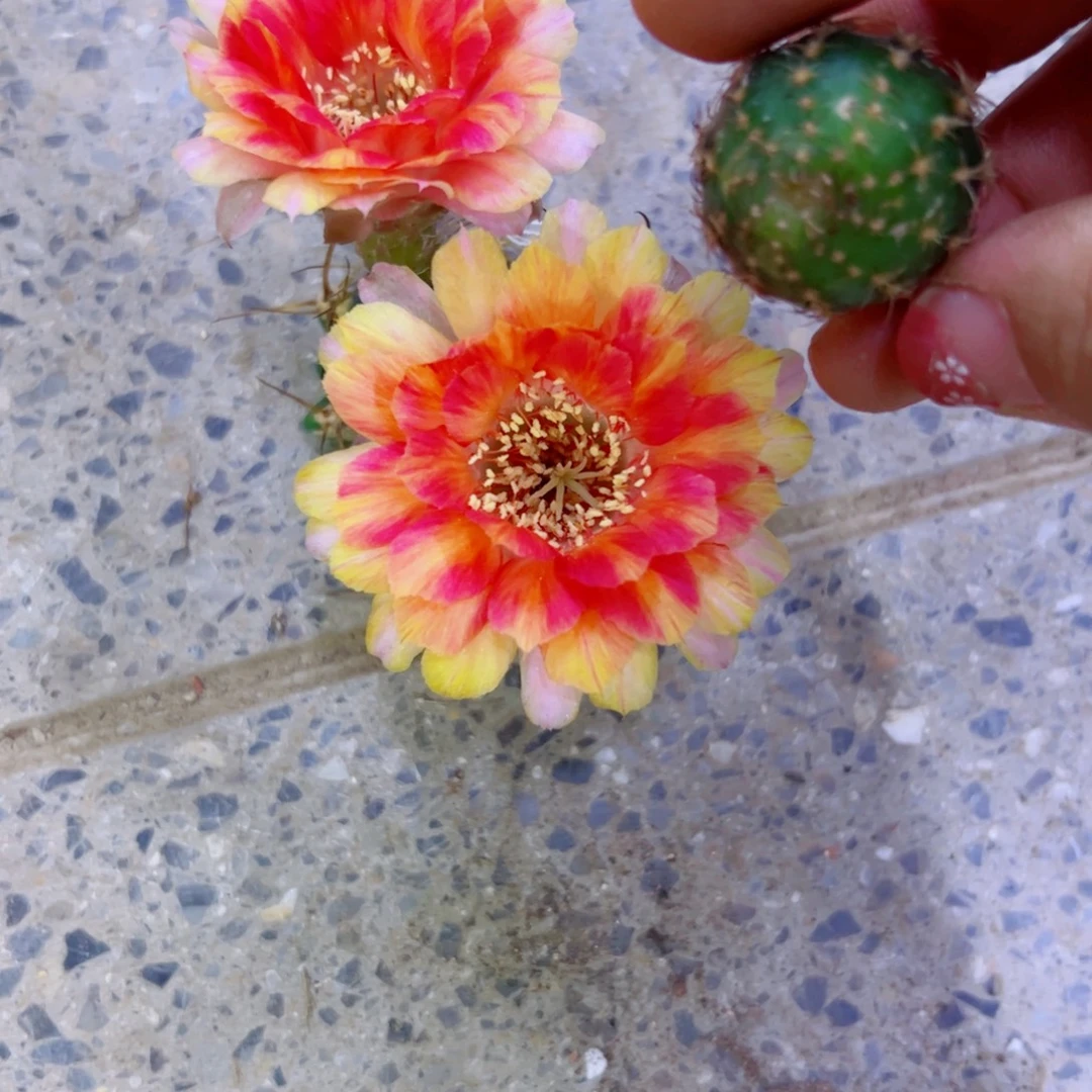 下7丽花天生狂野歪无根侧芽2一3公分左右20包邮