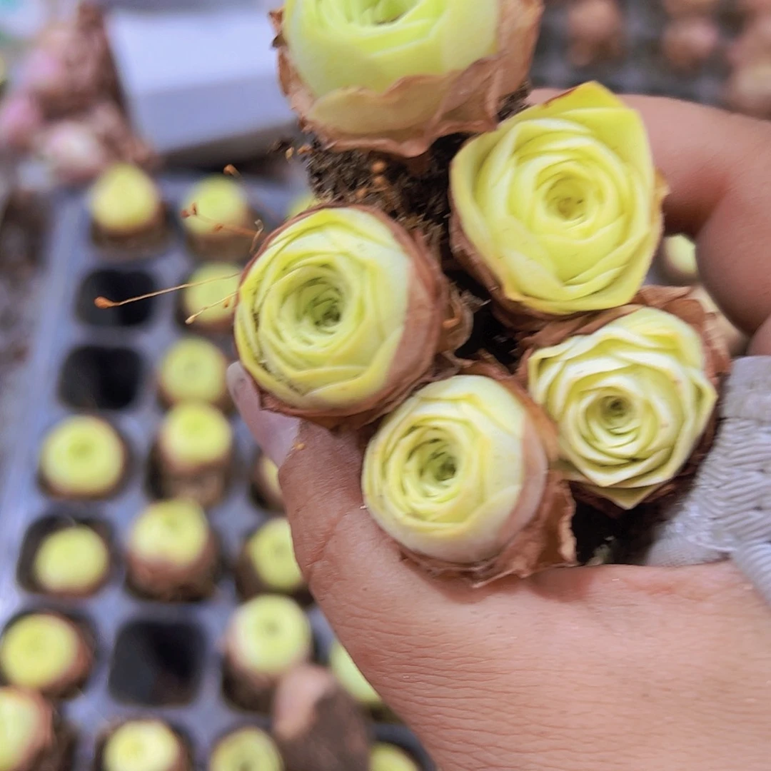 小苗黄包子8个19包邮