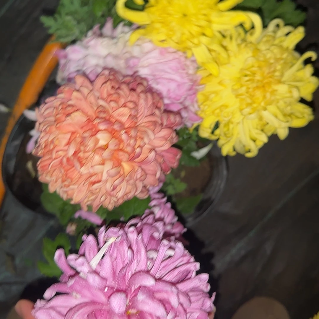 全部花朵P333333333