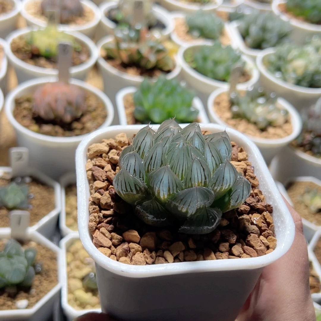 Y4玉露多肉植物薄皮