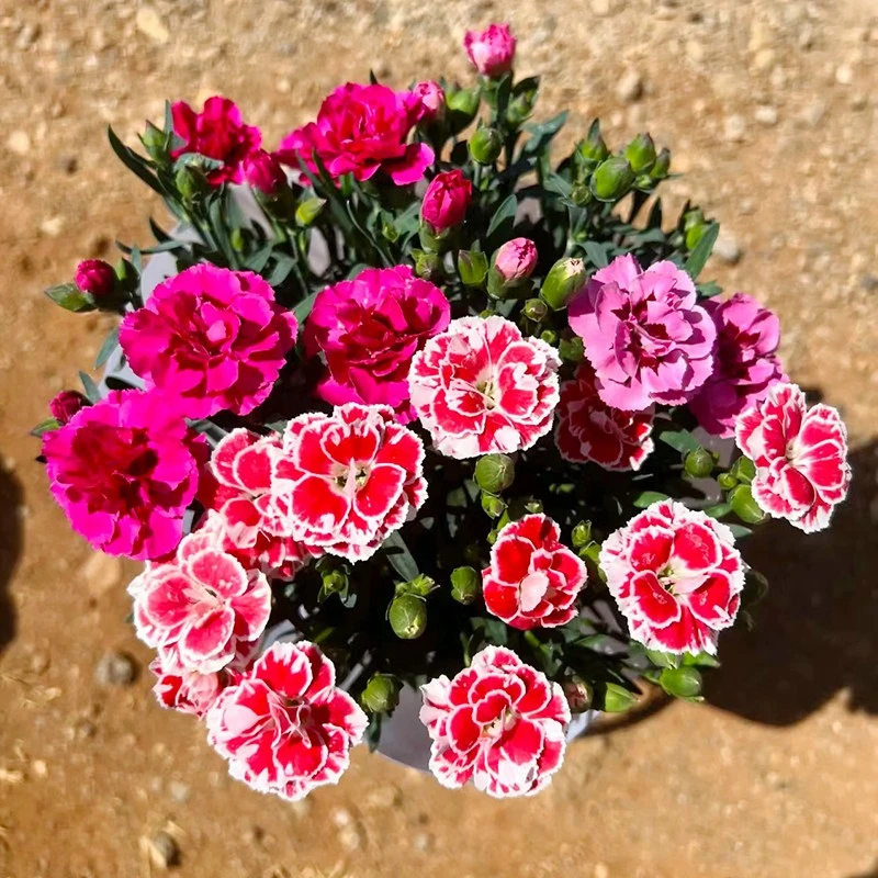 奥斯卡康乃馨盆栽带花苞发货庭院阳台开花植物