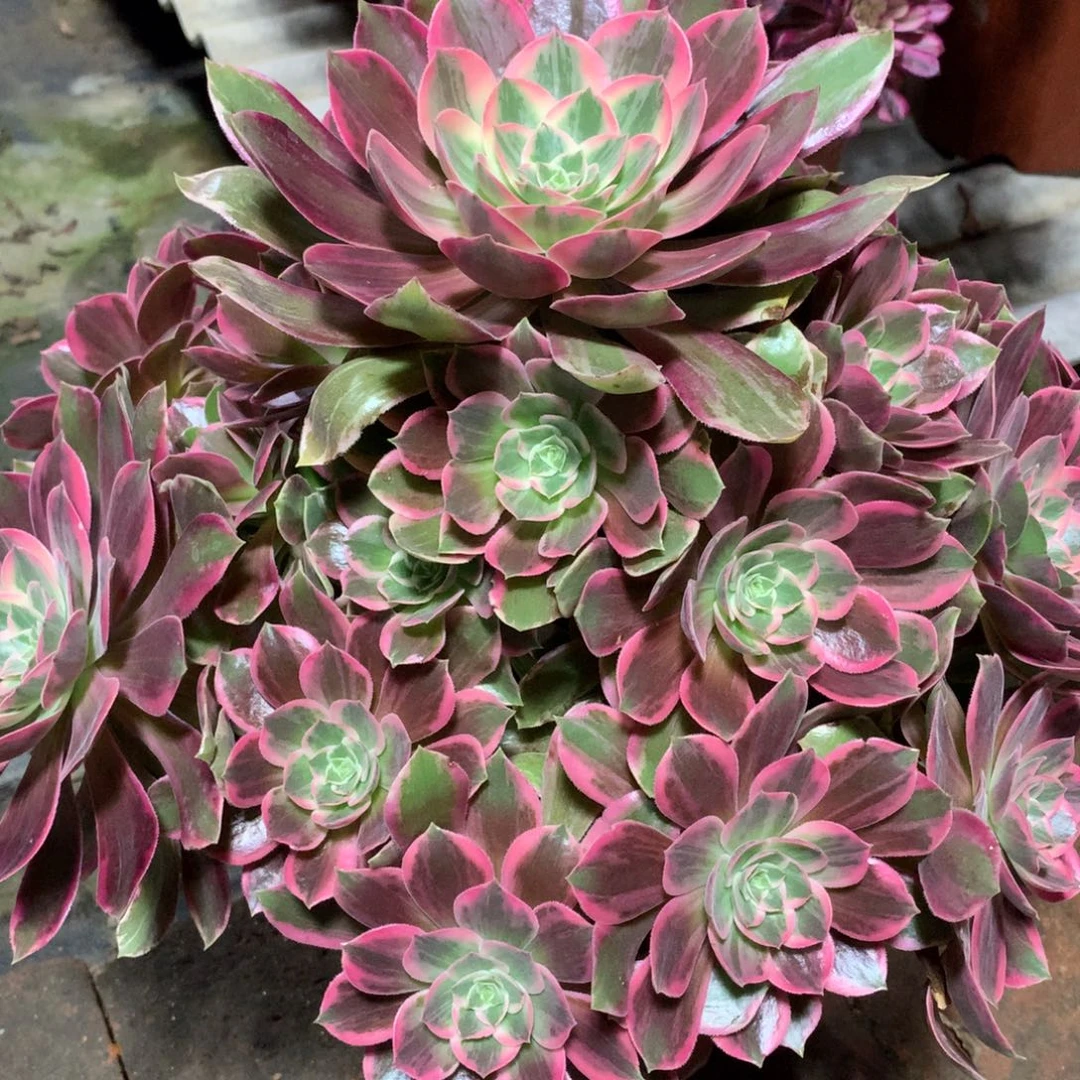 浣纱捧花，多肉植物