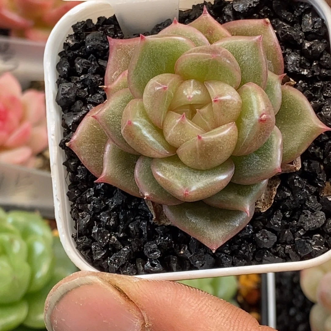 天官赐福百无禁忌