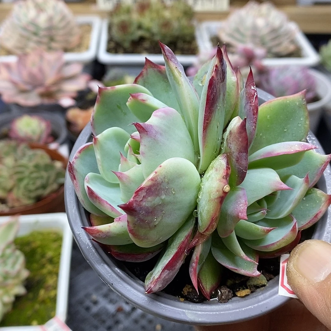 16149 惊鸿仙子双头