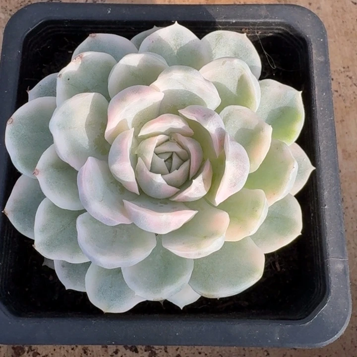 雪球一物一拍好看