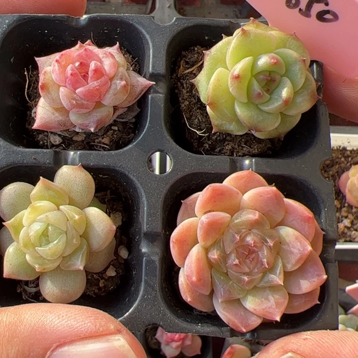 859 开播福利，一物一拍，尺寸不大介意勿拍