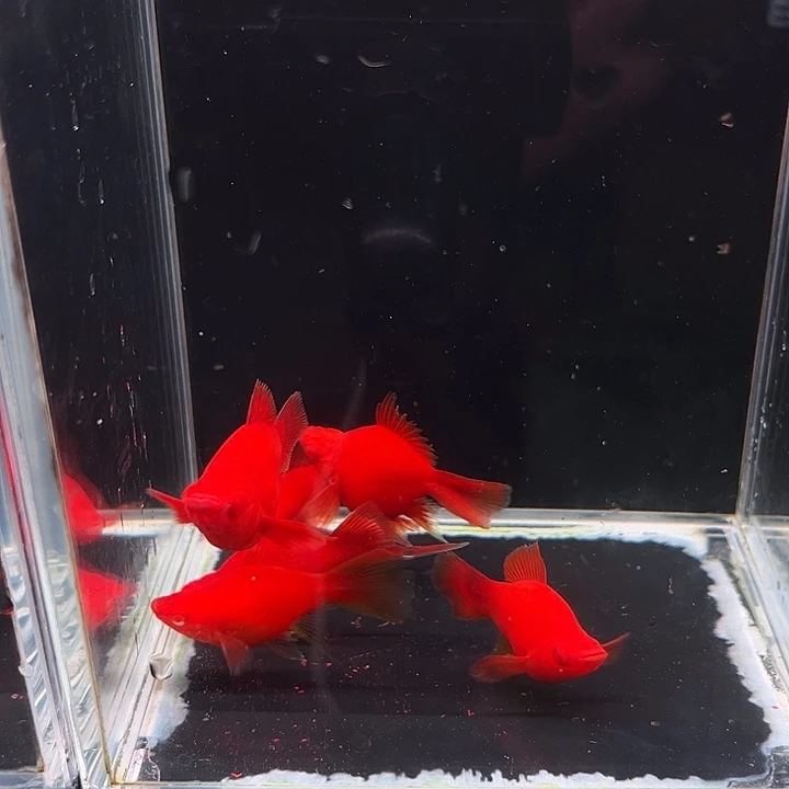 孔雀鱼精品红剑球6条