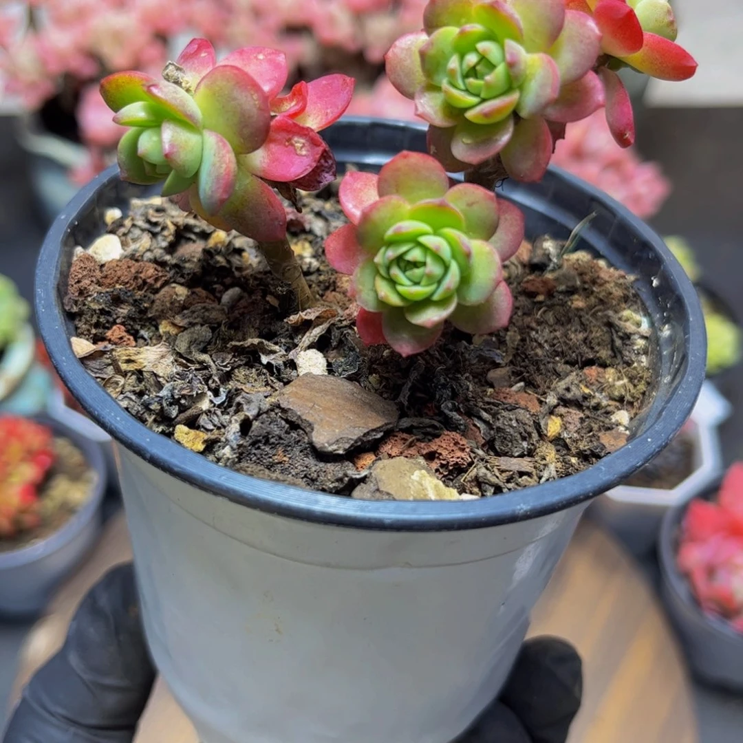 104老桩不化妆4头多肉