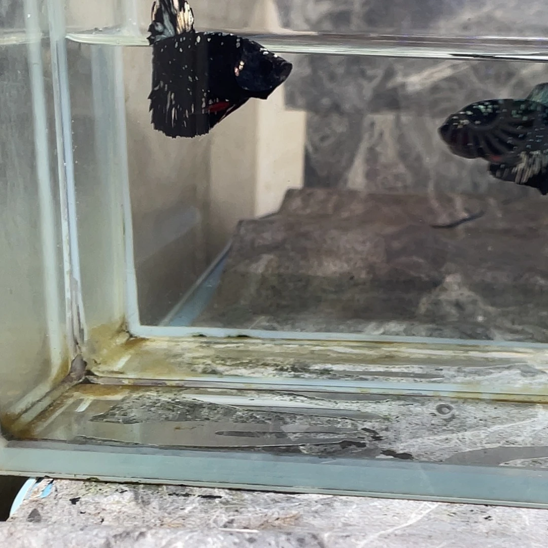 斗鱼育平斗鱼泰国斗鱼