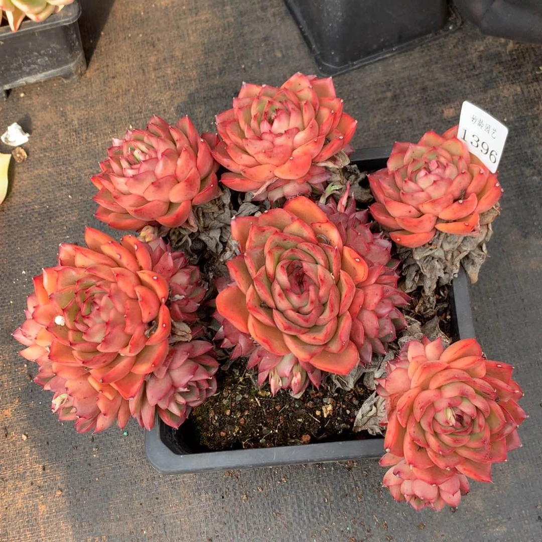 1395 杂交精品基地22厘米