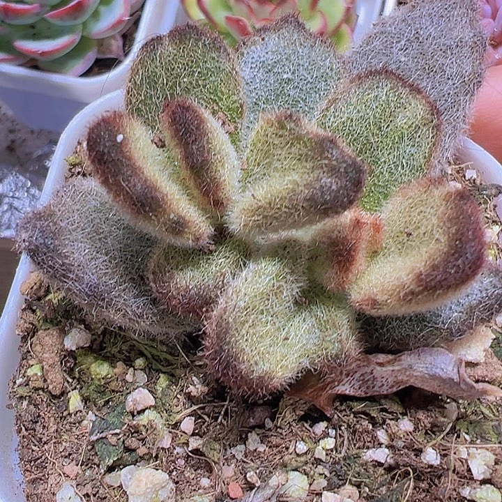 泰迪熊19包邮多肉植物
