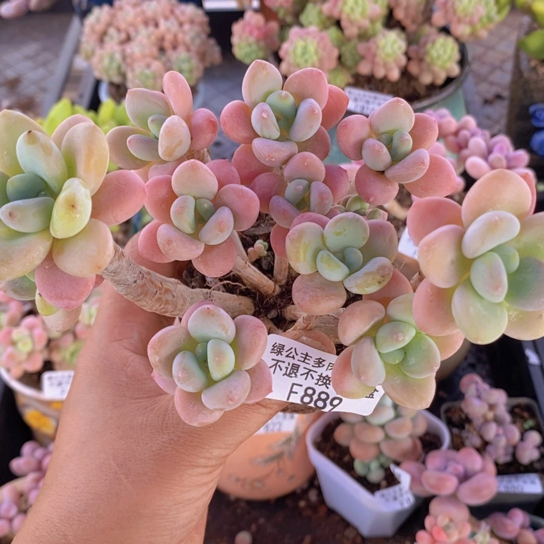 樱花洛神老桩12cm889多肉植物