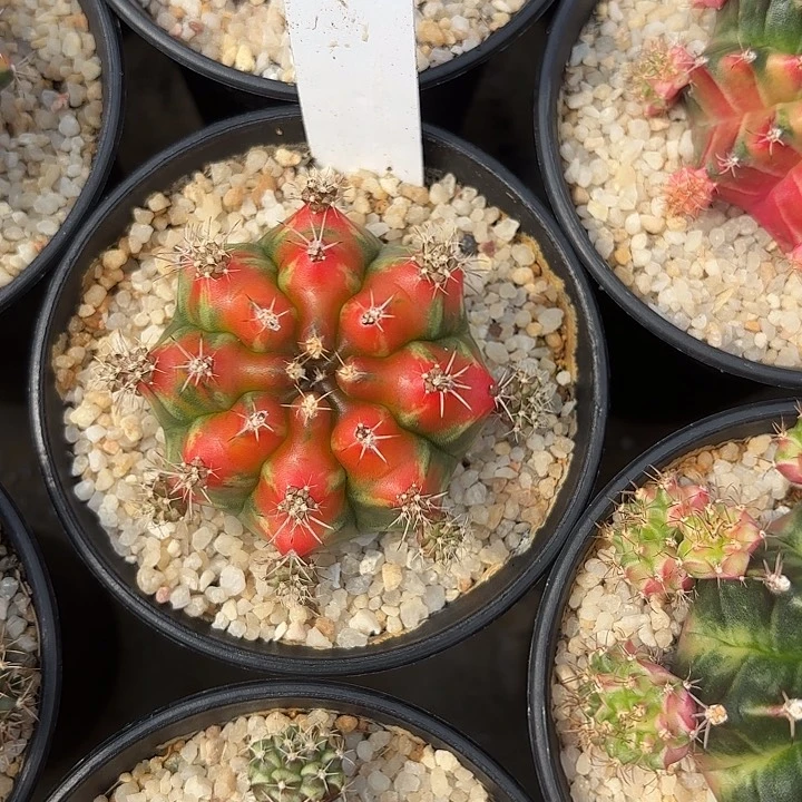 94-0524泰国发货多肉