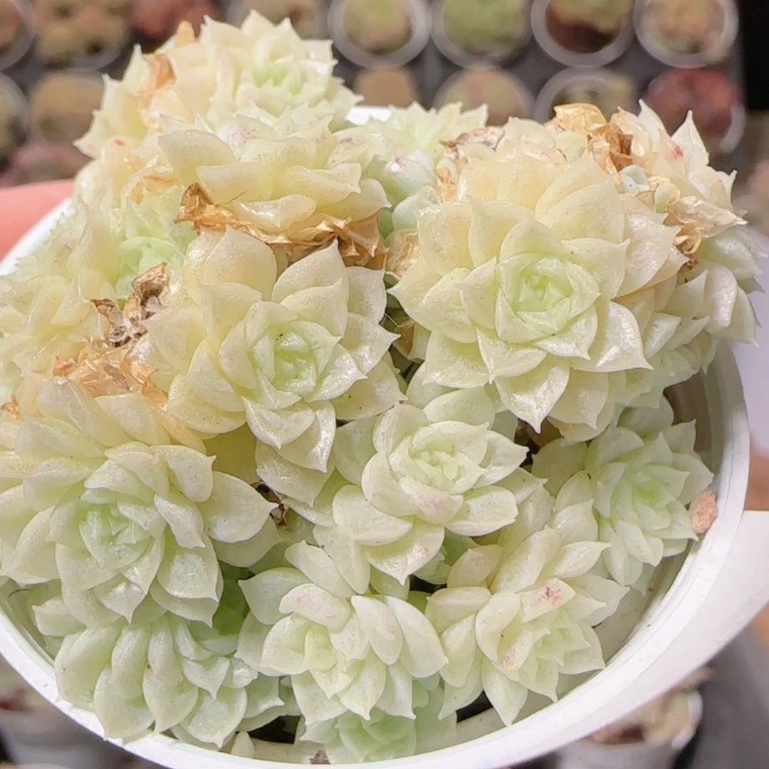 花语逸镜1130-76散