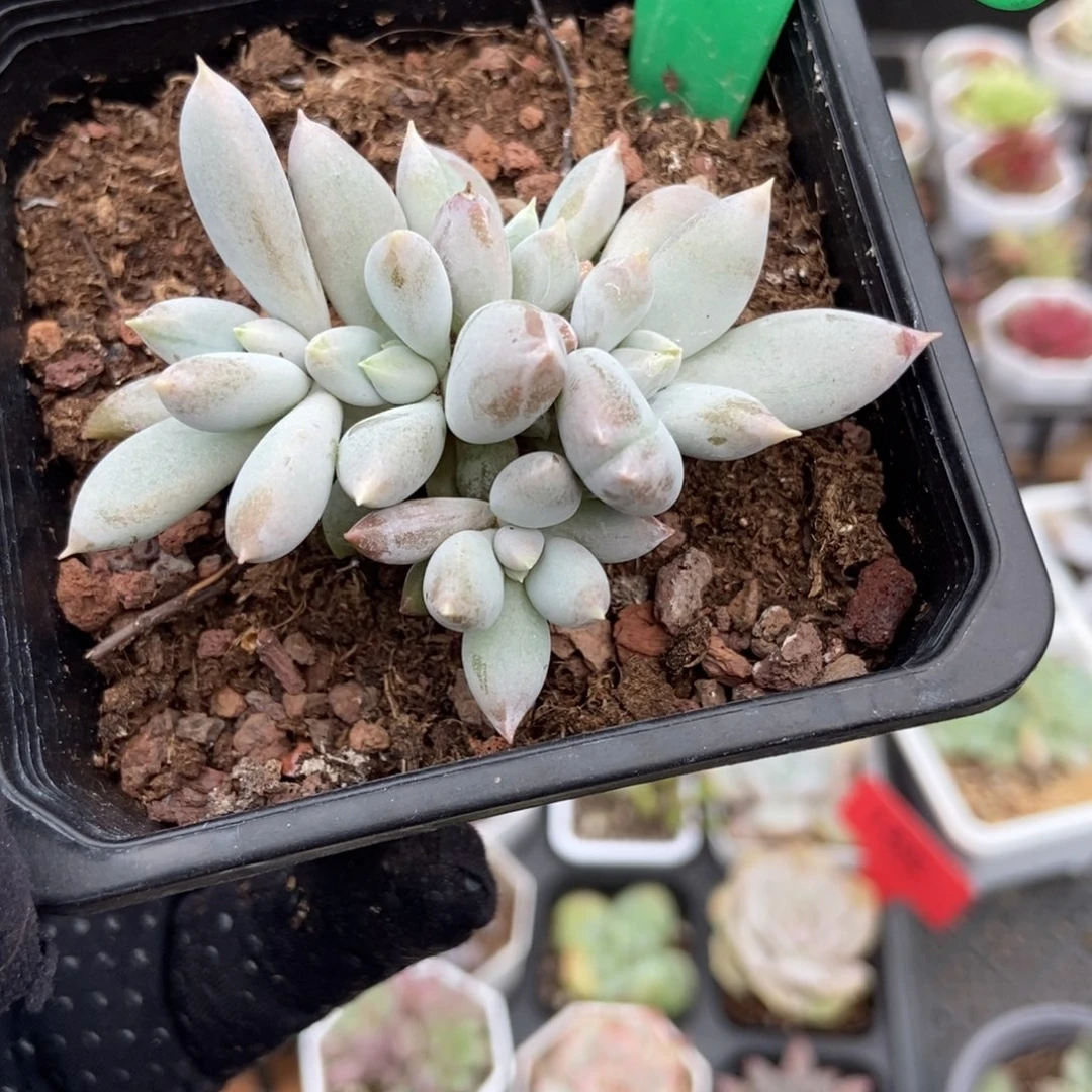 997哥特多肉植物多肉