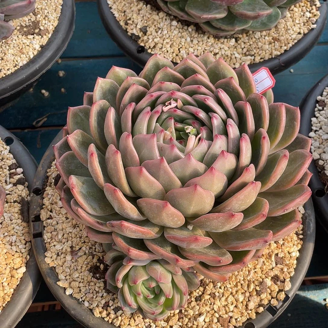 夏洛特香槟多肉植物