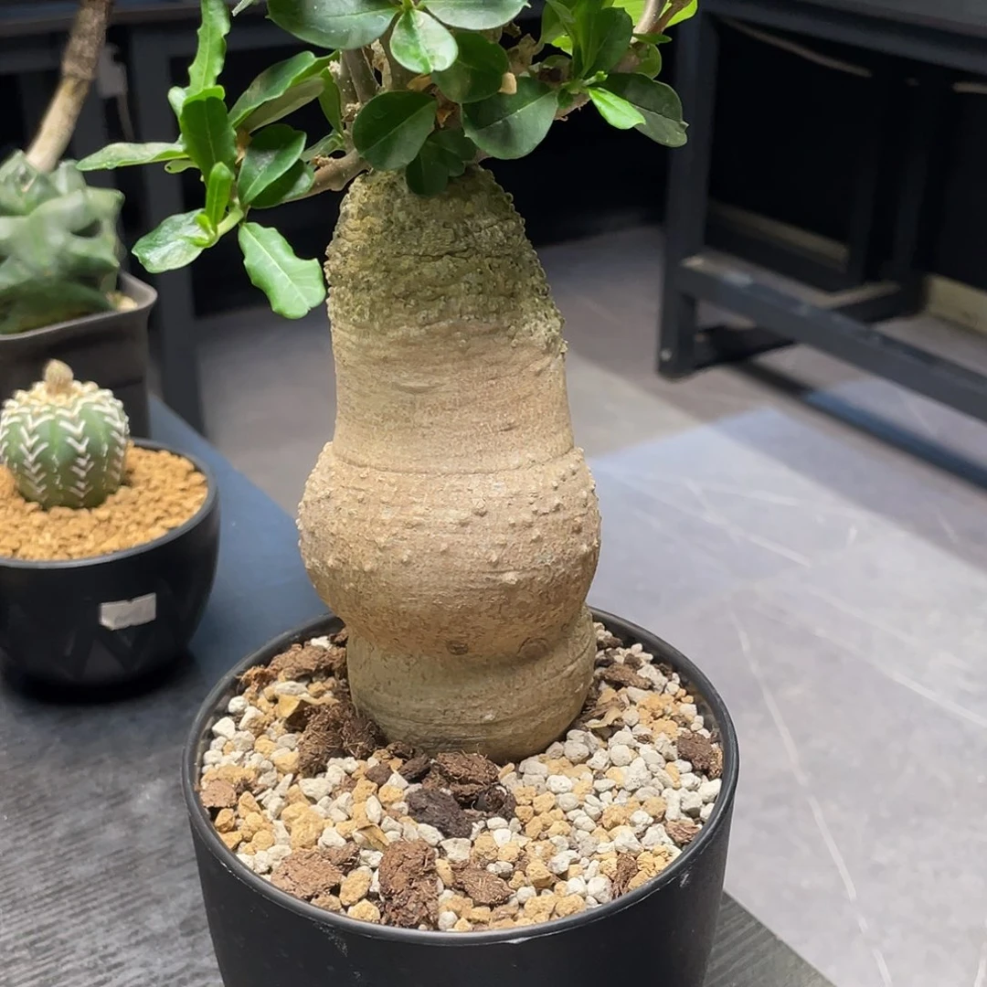 实生火星人包邮带盆