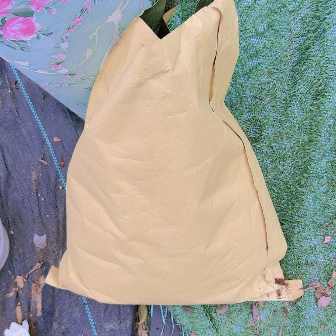 【闪购商品】九尾狐法师土多肉