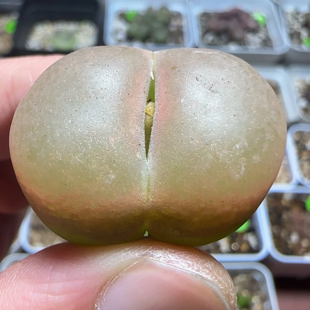 2.8漂亮多肉植物426