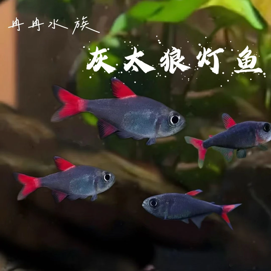 冉冉水族 灰太狼灯科鱼
