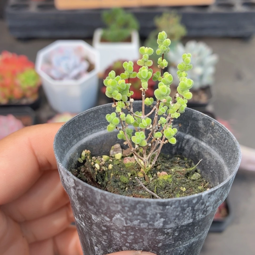 莱斯枝干多肉9.9包邮发货