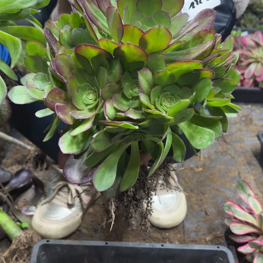 232雨荷轮回 28.8一颗