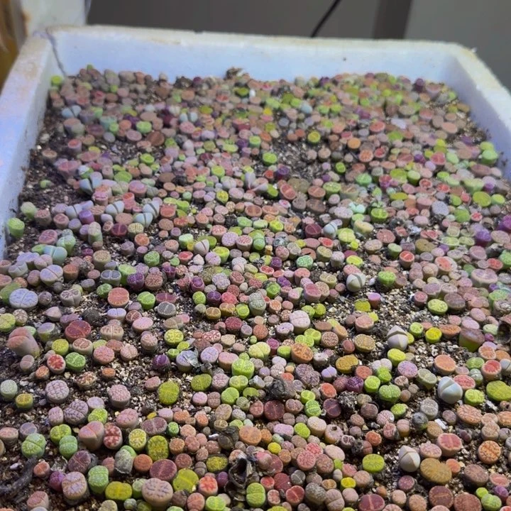 点多肉葡萄等经济果品40