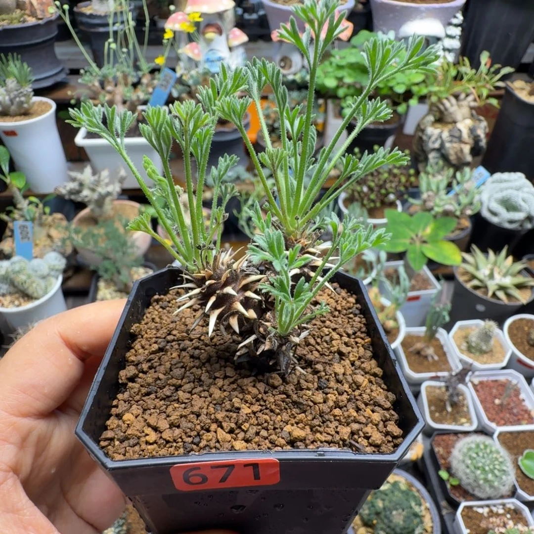 刺猬洋葵671仙人掌