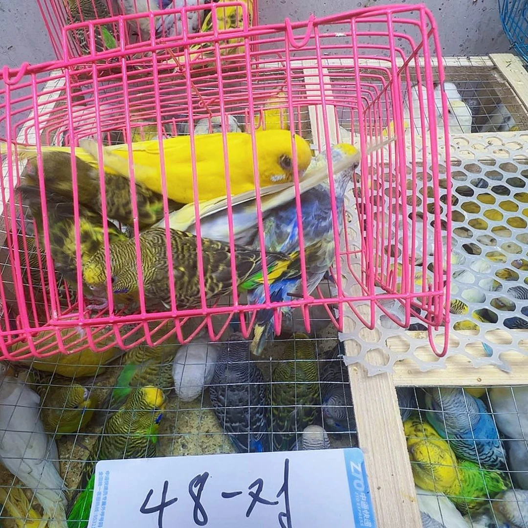 用***7虎皮鹦鹉包活到家
